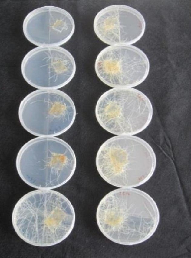 Rhizophagus irregularis su carote in Petri contenenti  M-medium (Fonte: Didier Reinhardt)