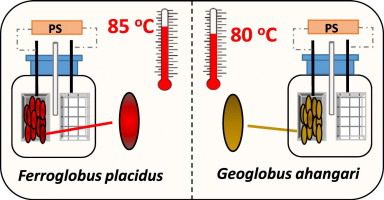 Celle di elettrolisi microbica a camera singola in cui  F. placidus e Geoglobus ahangari  generano corrente