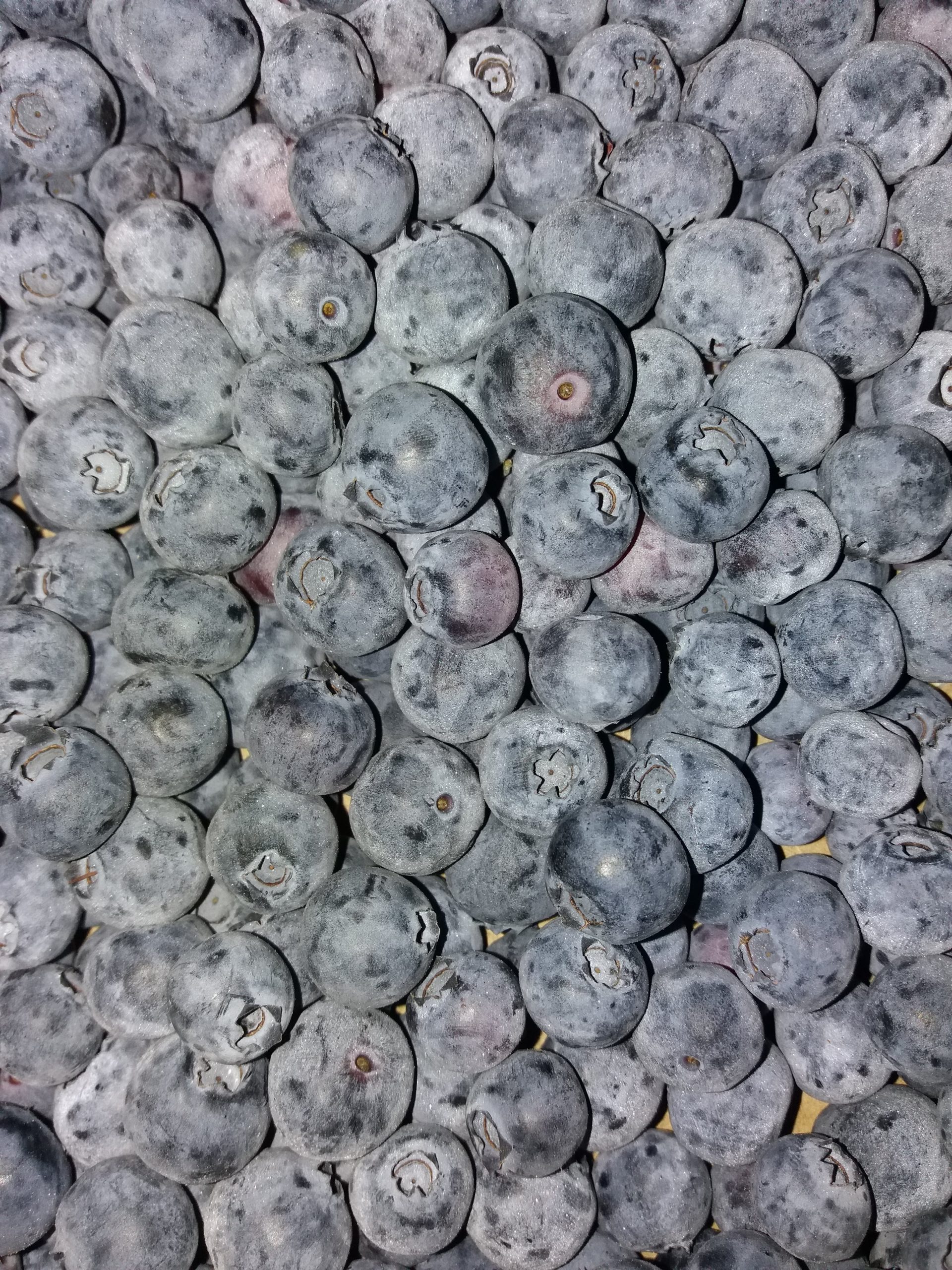 Esistono molte tipologie di frutti. Il mirtillo, per esempio, è una bacca.