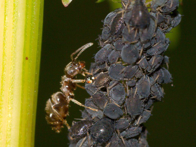 formiche e afidi: una storia di batteri simbionti