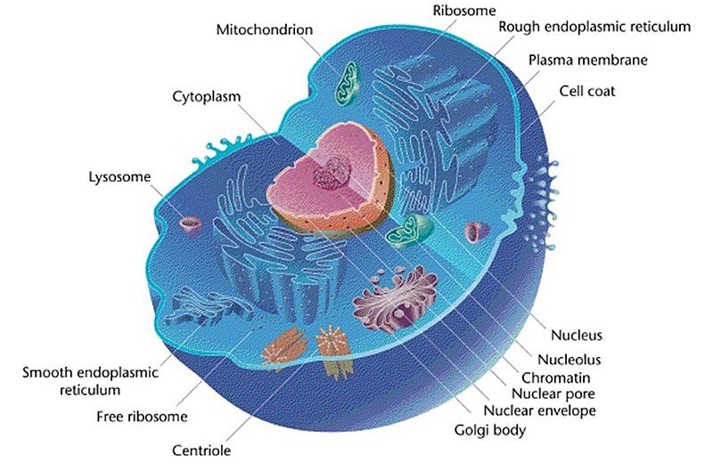 In the eukaryotic cell, there are all the organelles and the nucleus. Moreover, it presents characteristics that distinguished it from the procaryotic cytoplasm, like the cytoskeleton