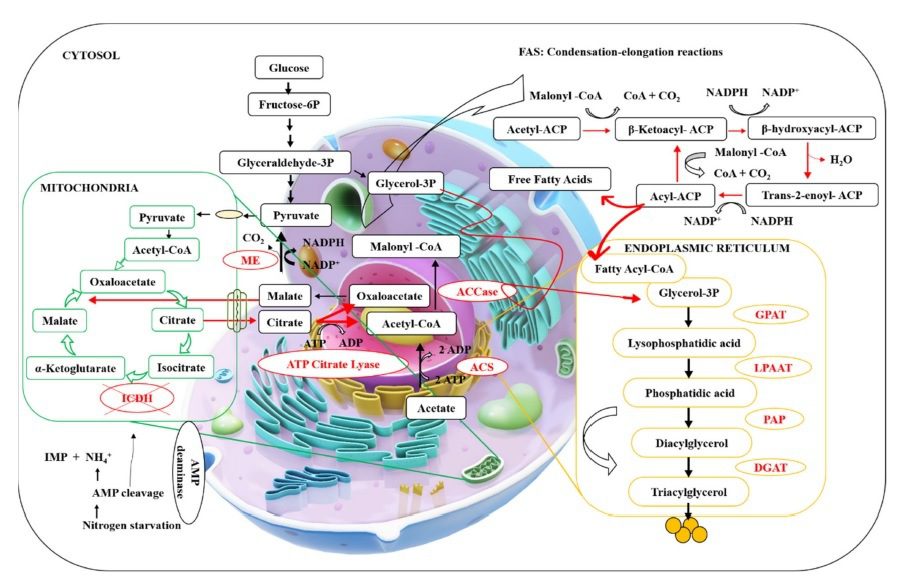 Pathway biochimico della lipogenesi.