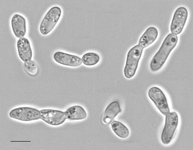 Fotografia al microscopio ottico di cellule del lievito oleaginoso Cutaneotrichosporon oleaginosus. 