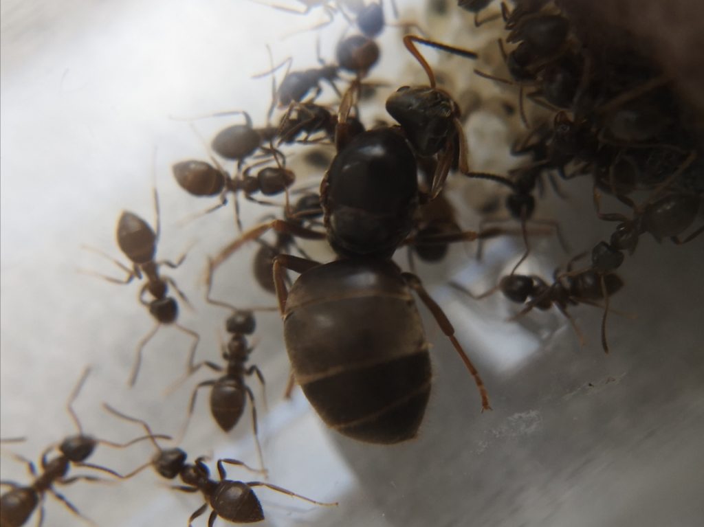 lasius niger con regina