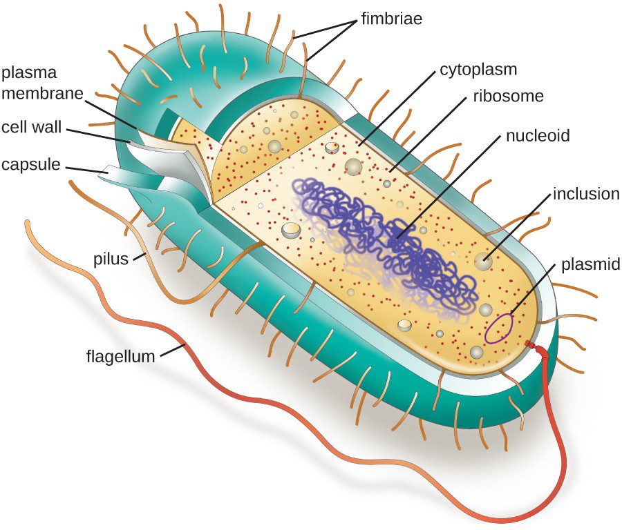 In the prokaryotic cell, we can find the nuclear zone, ribosomes, inclusions, and enzymes immersed in the cytoplasm. 