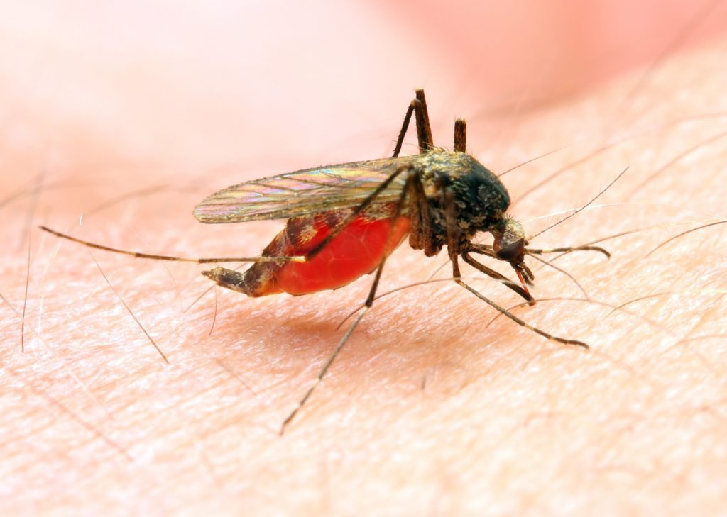 zanzara Anopheles responsabile dell'insorgenza della malaria 