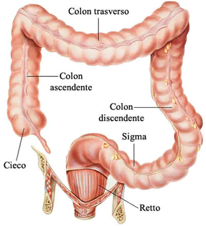 Il colon fa parte dell'intestino crasso, è lungo circa 1,5-1,8 m ed è formato da colon ascendente, colon trasverso, colon discendente e colon sigmoideo.