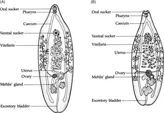 confronto tra Opisthorchis viverrini e Opisthorchis felineus