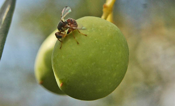 Bactrocera oleae