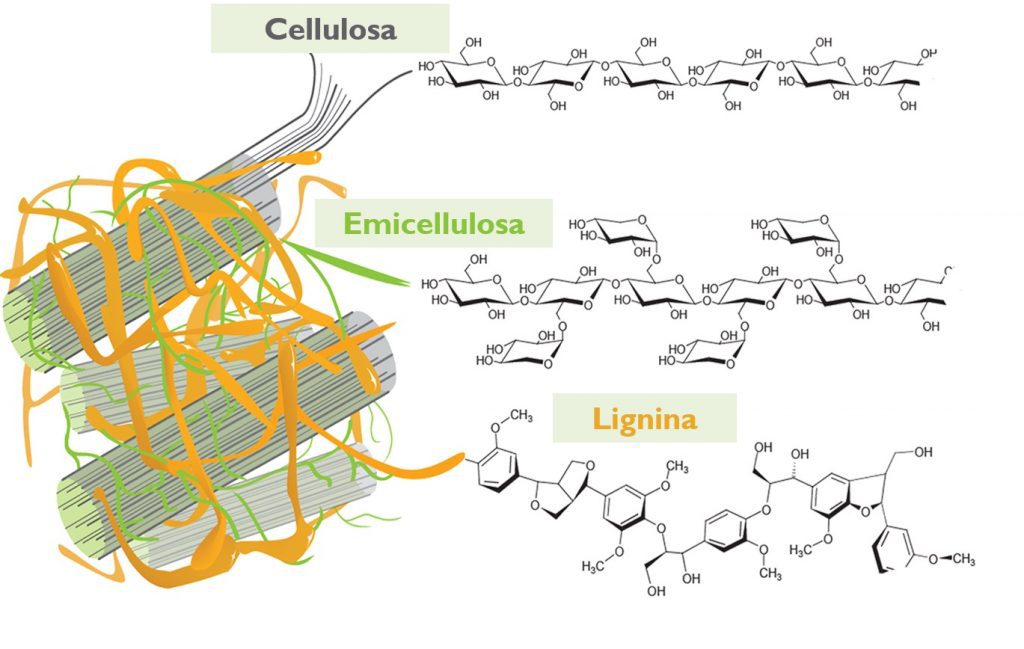Rappresentazione schematica della struttura chimica delle biomasse lignocellulosiche. 