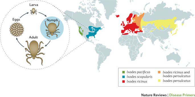 malattia di Lyme