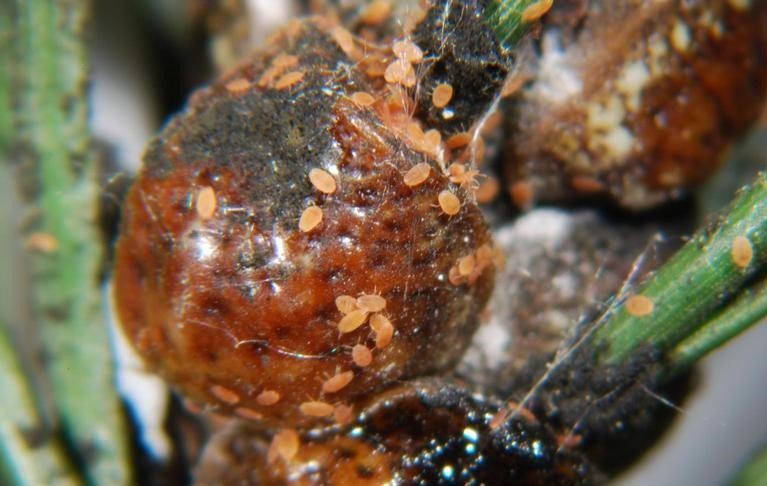 Adulti e neanidi di prima età di Toumeyella parvicornis (cocciniglia tartaruga del pino)