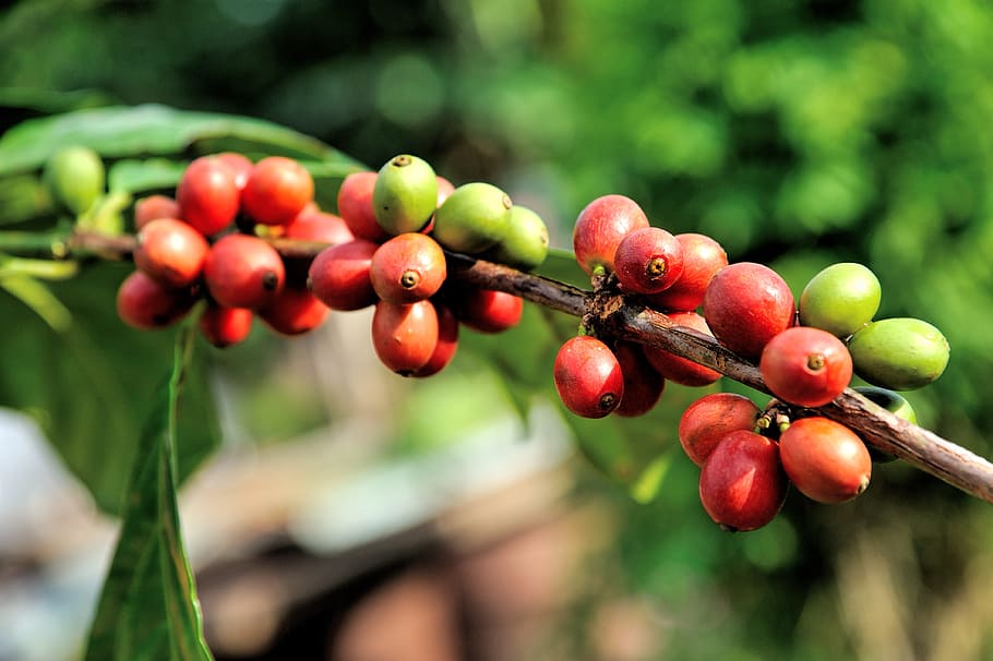 Coffea arabica, oggetto di studio per le potenzialità ecologiche del suo micobiota: il microbiota fogliare, composto da funghi.