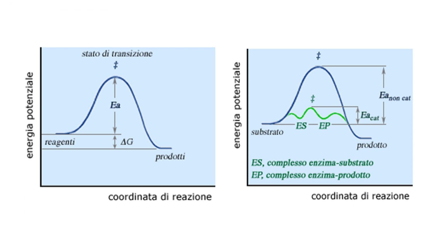Tecniche Di Immobilizzazione Di Enzimi E Cellule Nuove Opportunit 