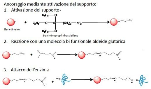 Meccanismo di attivazione del supporto solido e attacco dell’enzima da immobilizzare mediante legami covalenti.