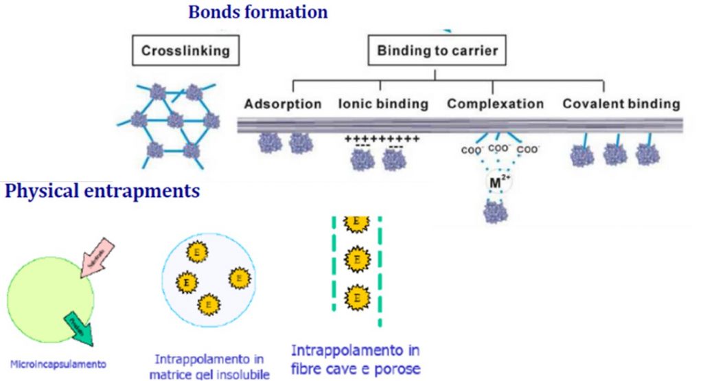 Rappresentazione schematica delle tecniche di immobilizzazione di enzimi.