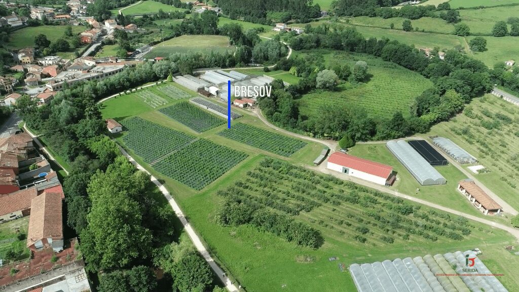 Campo sperimentale di un'azienda partner del progetto
