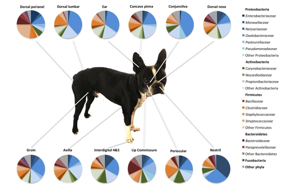 Phyla e Famiglie batteriche pi&ugrave; comuni identificati in diversi siti della pelle di cani sani