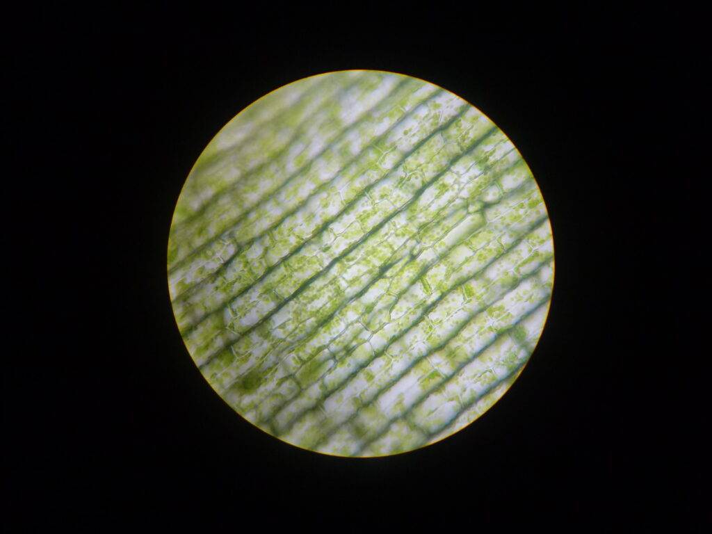 Cloroplasti al microscopio