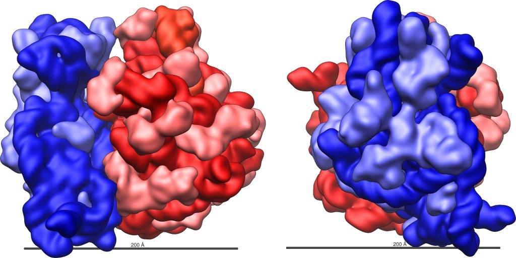 Largest and smallest subunit of ribosomes 70S E. coli