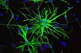Gli astrociti sono caratterizzati da processi citoplasmatici che si estendono dal corpo cellulare. Questi processi si allargano e si estendono fino a coprire la parete dei vasi sanguigni, i neuroni e la pia madre.