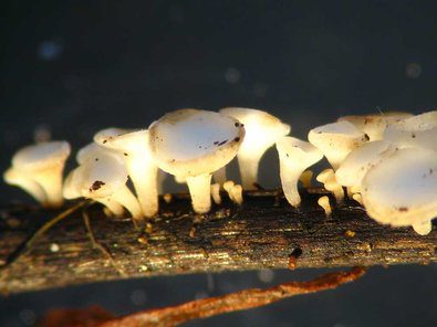 Il frassino, minacciato dai funghi, richiede protezione batterica, per una riforestazione che sia resistente al tempo, ed al clima.