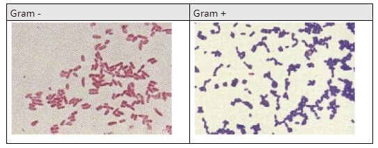 Colorazione di Gram