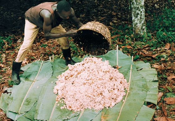 Massa di fave e polpa di cacao in foglie di banano