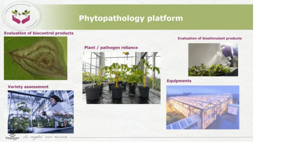 Screening varietale sulla peronospora del pomodoro