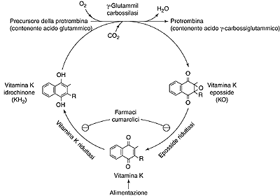ciclo metabolico della vitamina K