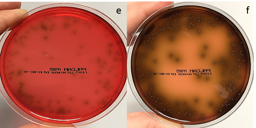 Palcam agar