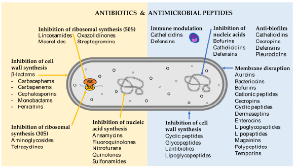 Figura 1 - Meccanismi target di antibiotici e peptidi antimicrobici