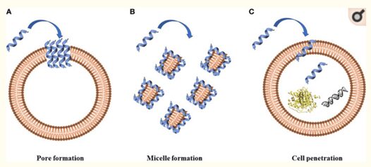 Figura 2 - AMPs: Meccanismo di formazione di pori sulla membrana cellulare (A) ; meccanismo di formazione di micelle sulla membrana cellulare (B) ; meccanismo di penetrazione della membrana cellulare e interazione con targets intracellulari come DNA e proteine (C)