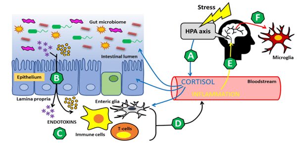 La comunicazione bidirezionale tra il microbiota intestinale e il cervello è compromessa dallo stress