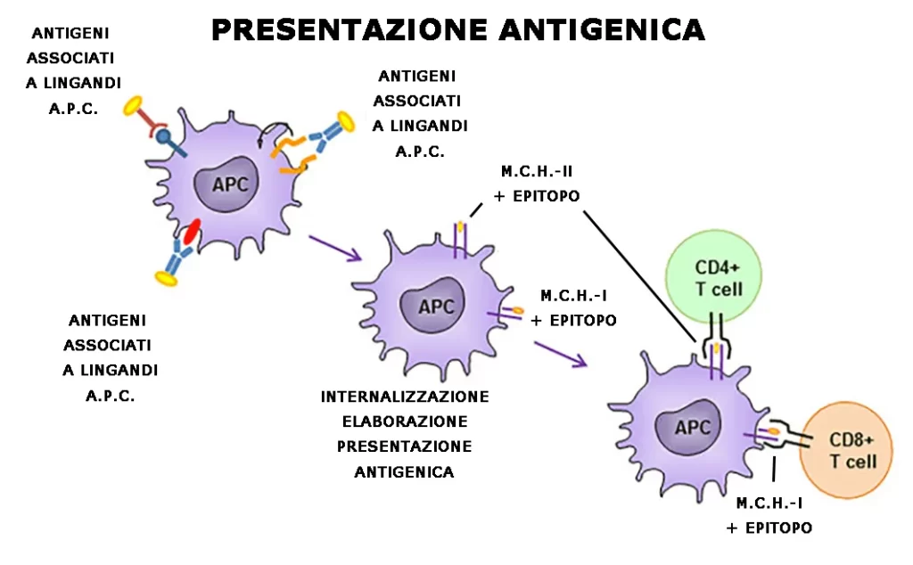 Nella figura vengono espsoste le diverse fasi di presentazione dell'antigene. Una cellula APC viene attivata dal riconoscimento degli antigeni, espone sulla propria superficie i peptidi e migra nei linfonodi per dar luogo al processo di attivazione e differenziamento dei linfociti T. [Crediti: https://www.kinesiopatia.it/glossari]