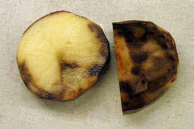 Effetti di Phytophthora infestans sulla patata.