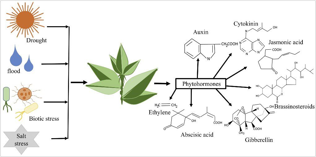 Rappresentazione schematica che mostra la relazione tra i fitormoni e vari tipi di stress.