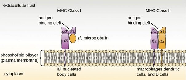 Confronto fra MHC di classe I e MHC di classe II. Entrambe le proteine presentano una struttra simile con una tasca di legame per il peptide. [Crediti: https://www.biopills.net/]