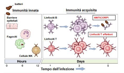 sviluppo della risposta immunitaria 