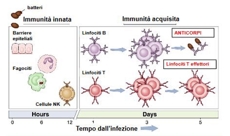 sviluppo della risposta immunitaria