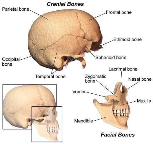 cranio