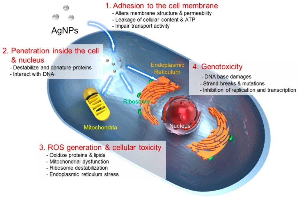 Schema dei meccanismi di azione delle nanoparticelle di argento