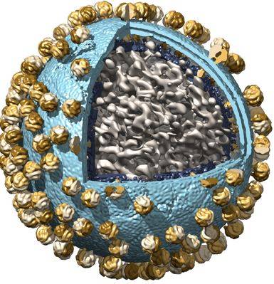 La struttura del virus di Lassa è stata risolta utilizzando la criotomografia elettronica