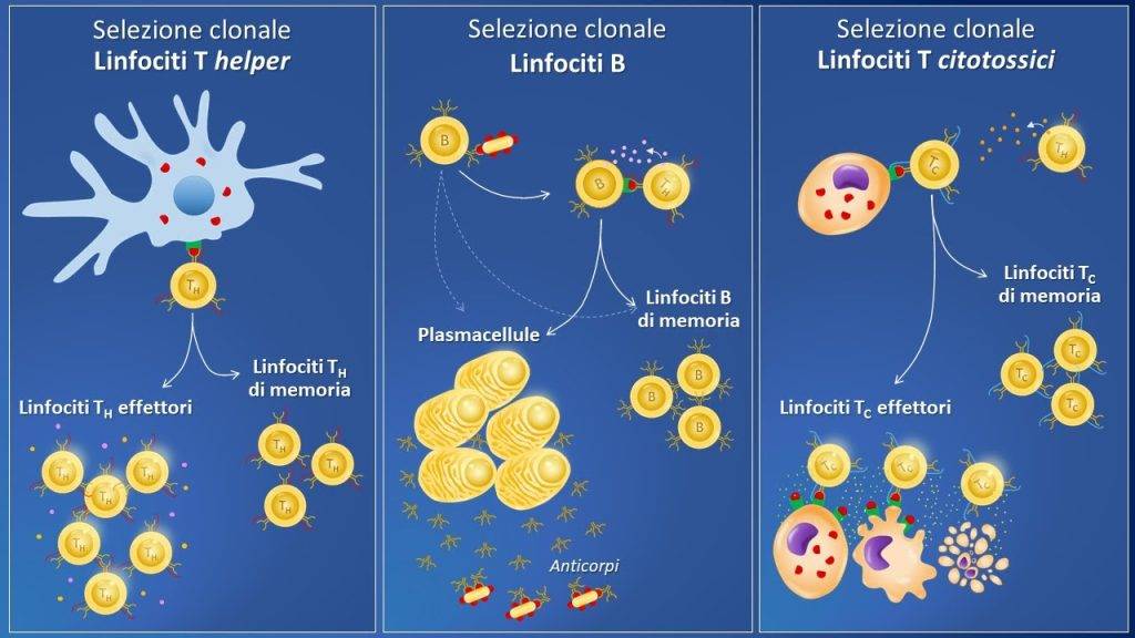 Figura 2- Il ruolo primario dei linfociti nel sistema immunitario [www.mondomedicina.it]