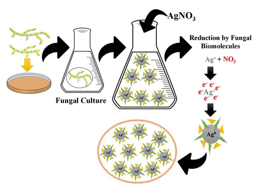 Schema semplificato di un processo di sintesi biologica di nanoparticelle di argento