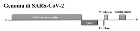 Genome of Sars-Cov-2
