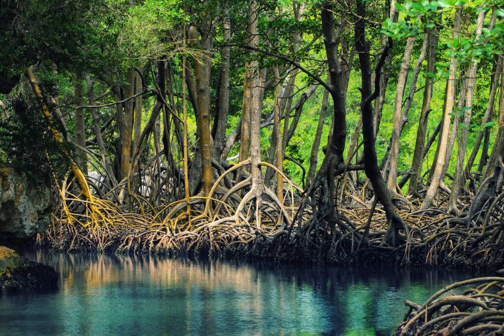 Bosco di mangrovie sotto ai quali vive la Thiomargarita magnifica.