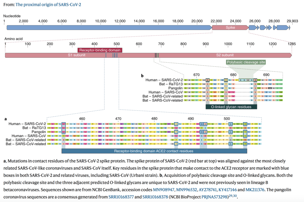 Figura 2 - Se si osservano le prime due linee accanto alla lettera “a” (quella in alto del Sars-CoV-2 umano e quella poco più in basso del Coronavirus del pipistrello, il Bat-RaTG13) , si evince con chiarezza la somiglianza nell’intera sequenza genetica della proteina Spike tra i due virus.