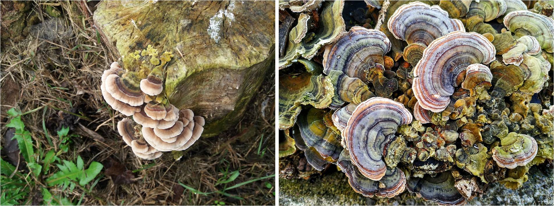 Figura 1 – Corpi fruttiferi di T. versicolor su vecchi tronchi di alberi