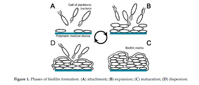 Le 4 fasi di formazione del biofilm Gli step di produzione del biofilm batterico